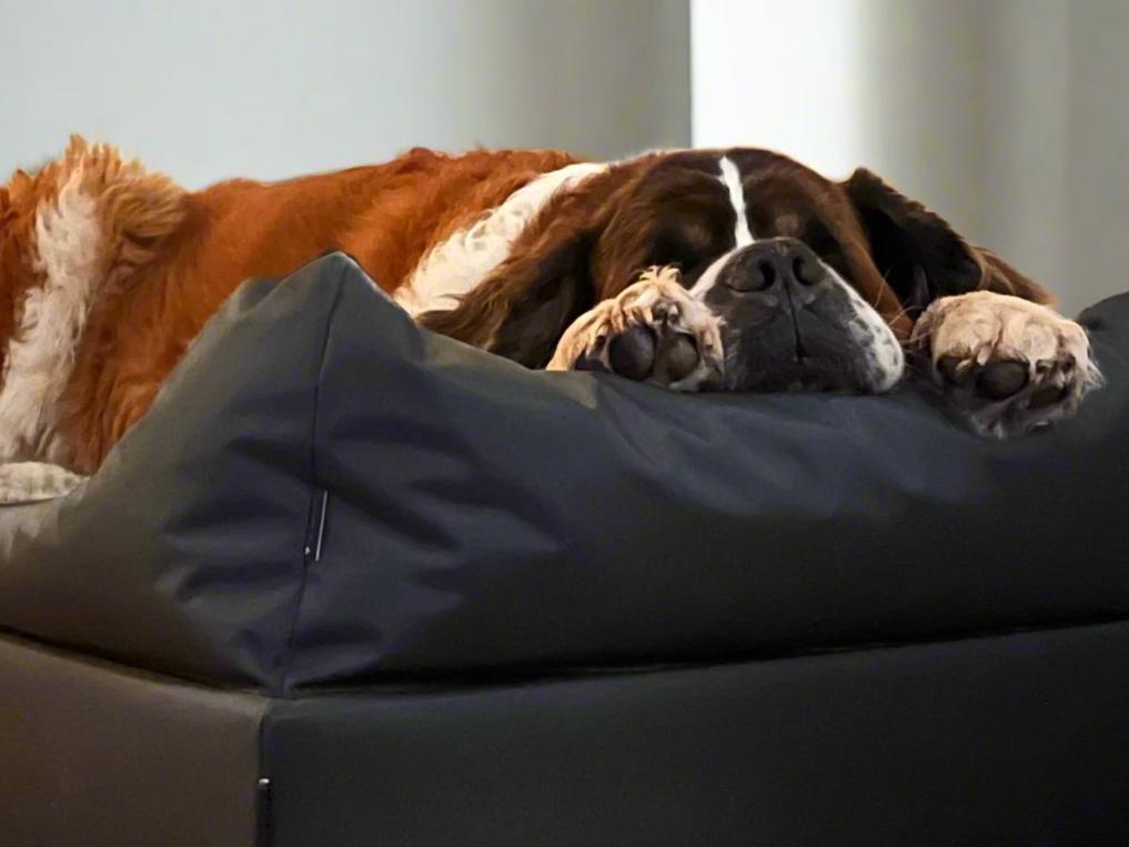 Dog bed extra extra Large (XXL)