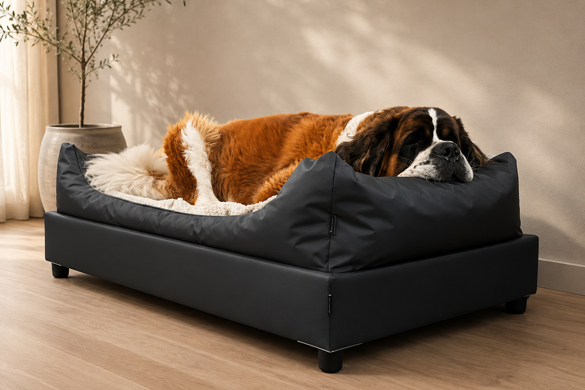 Sint Bernard in XXL hondenbed op poten met waterdichte bekleding en  orthopedisch matras