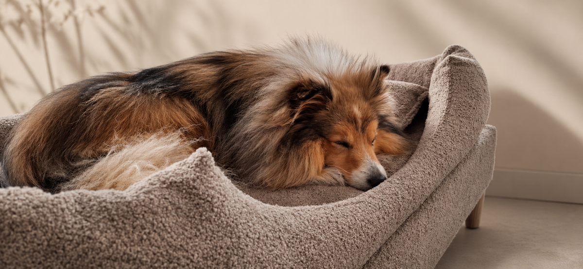 Slapende sheltie in bouclé taupe hondenbed op poten